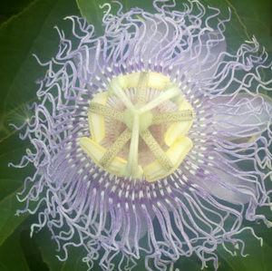 Meet your Posher, Ed